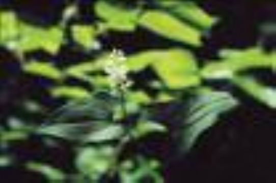 Maianthemum Bifolium  Extract